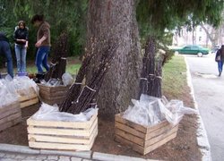 Корені рослин надійно захищено від підсихання